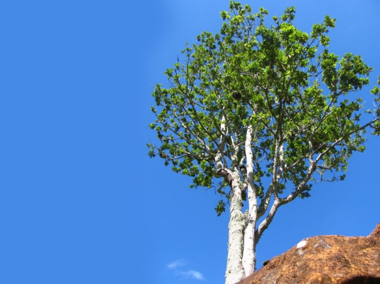 Camboat&aacute;-vermelho