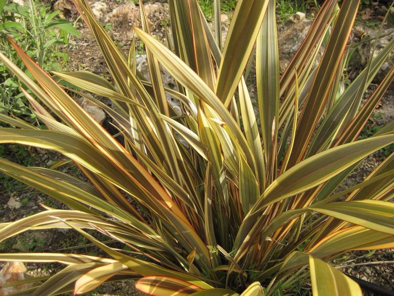 F&oacute;rmio Variegata