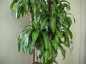 Dracena